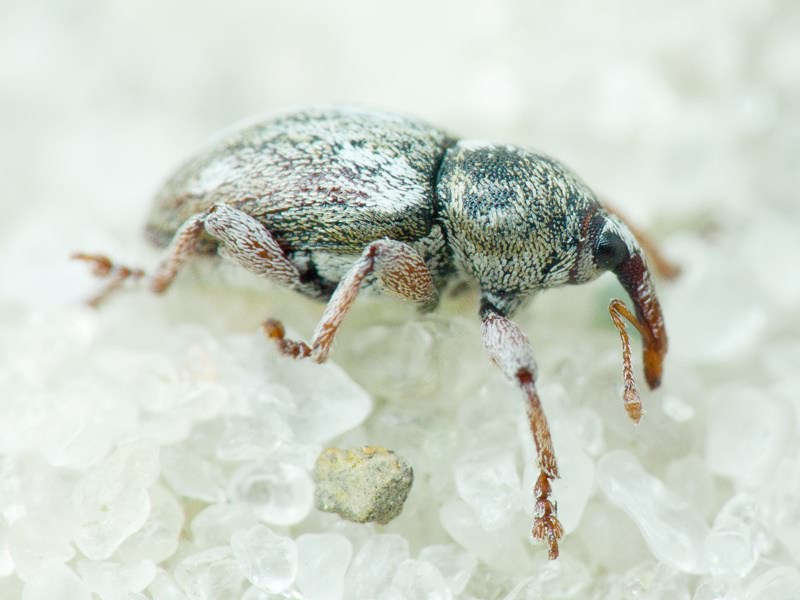 Tychius quinquepunctatus (Linnaeus, 1758)